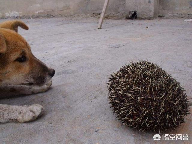 瑞士不中立了（瑞士为什么能一直保持中立）