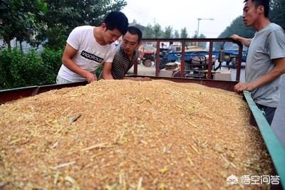 今年小麦市场可能是一个食之无味、弃之可惜的市场局面，贸易商为何这么说呢？