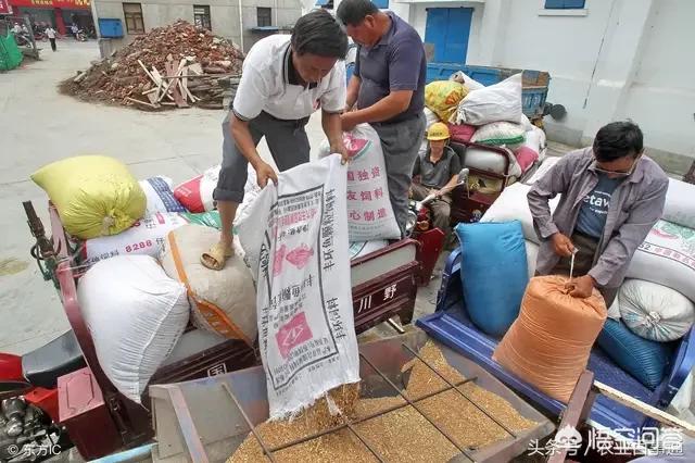 今年小麦市场可能是一个食之无味、弃之可惜的市场局面，贸易商为何这么说呢？