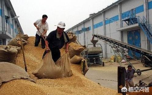 今年小麦市场可能是一个食之无味、弃之可惜的市场局面，贸易商为何这么说呢？