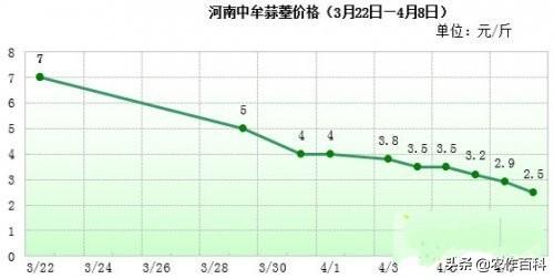 蒜薹狠变蒜薹衰，天从元跌到毛。为何今年的行情不好呢？