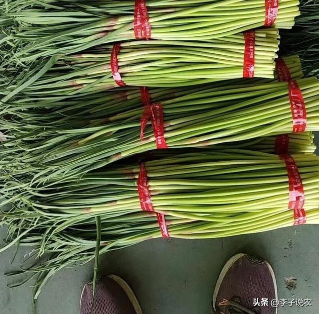 蒜薹狠变蒜薹衰，天从元跌到毛。为何今年的行情不好呢？