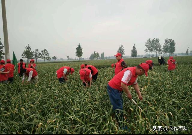 蒜薹狠变蒜薹衰，天从元跌到毛。为何今年的行情不好呢？