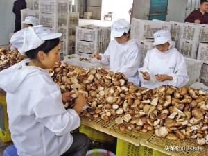 在农村开个食品厂需要什么手续（农村做食品加工厂）