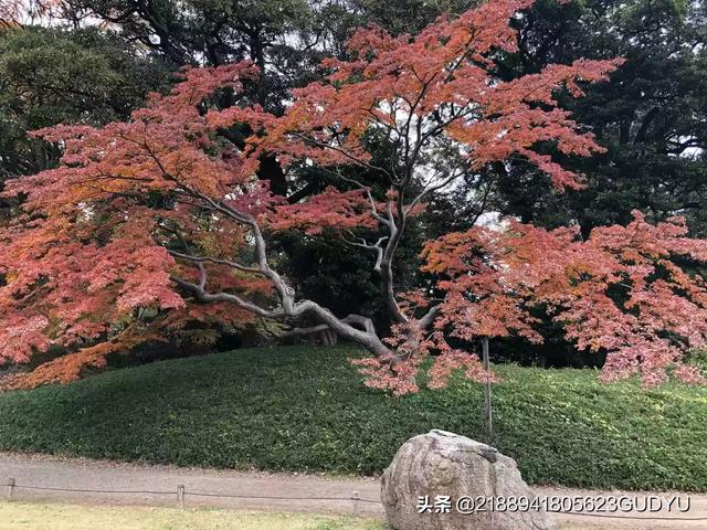 日本发展这么快是因为什么（日本发展史）