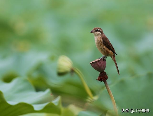 这是一只怕人的鸟,用意（不怕人的鸟是什么鸟）