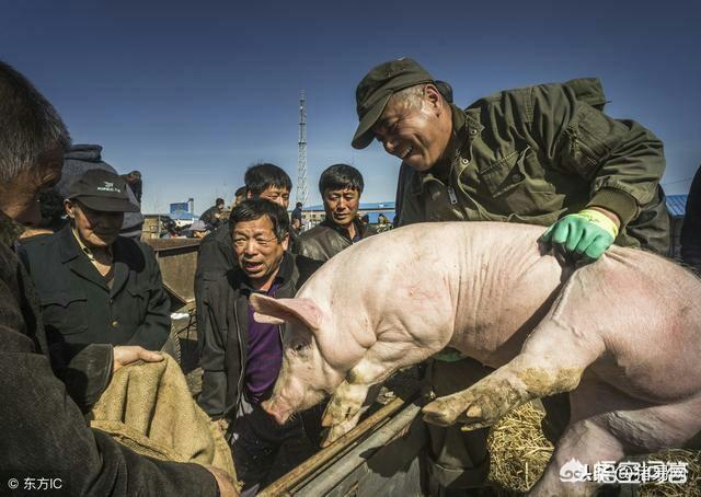 斤以上的生猪，每斤只给块钱左右价格就能拉走，广东最近猪价这么便宜吗？