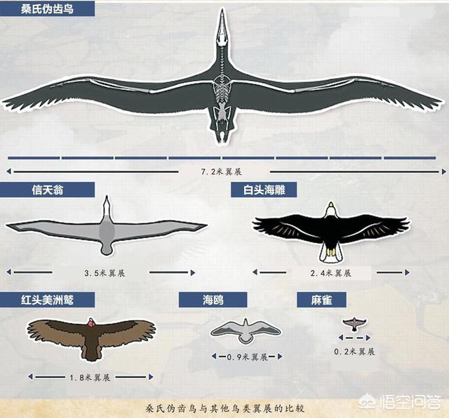 世界最大的鹰吃狮子（阿根廷巨鹰以什么为食）