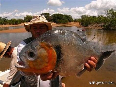 媒体报道，巴拉圭食人鱼袭击导致人死亡数十人受伤，怎么回事？