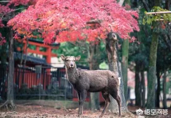 去日本旅游的景点（去日本哪里旅游）