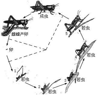 前几天新闻说巴铁兄弟被蝗虫侵袭，现在怎么样了？（巴铁蝗灾中国援助）