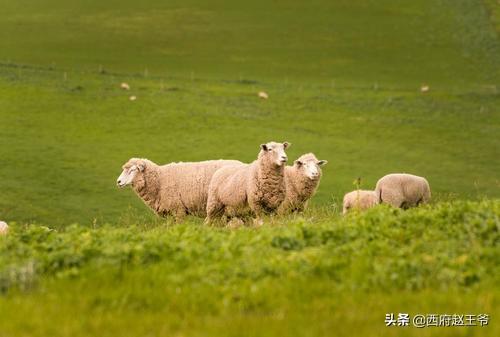 澳大利亚是怎样的国家（澳大利亚国家好不好）