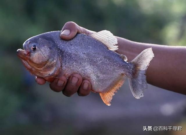 媒体报道，巴拉圭食人鱼袭击导致人死亡数十人受伤，怎么回事？