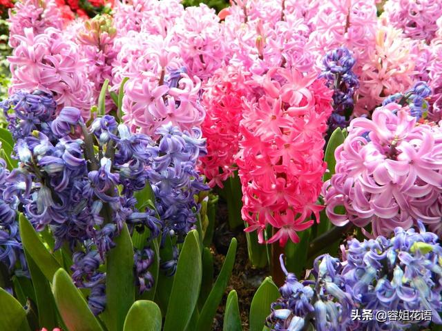 风信子移植过来怎么养土培（风信子如何地栽）