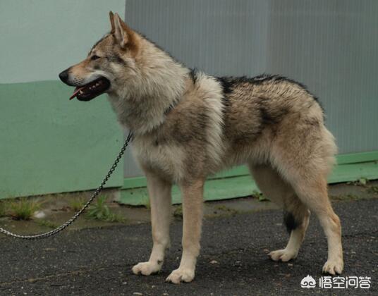 哪里有卖捷克狼犬（哪里能买到捷克狼犬）