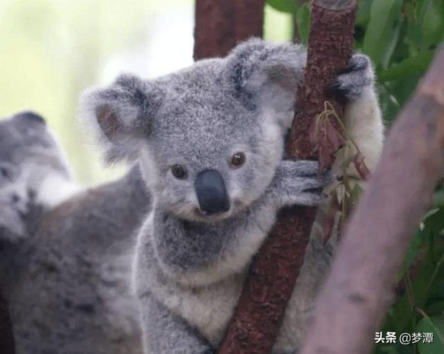 澳大利亚是怎样的国家（澳大利亚国家好不好）