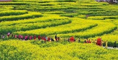 基地销售模式（企业基地农户三结合运行机制发展前景）