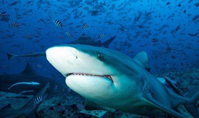 贝加尔湖淡水鲨鱼图片