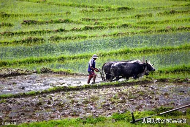 20世纪以来等原因使粮食生产收到影响（在上世纪90年代之前,中国的粮食进口量从没有）