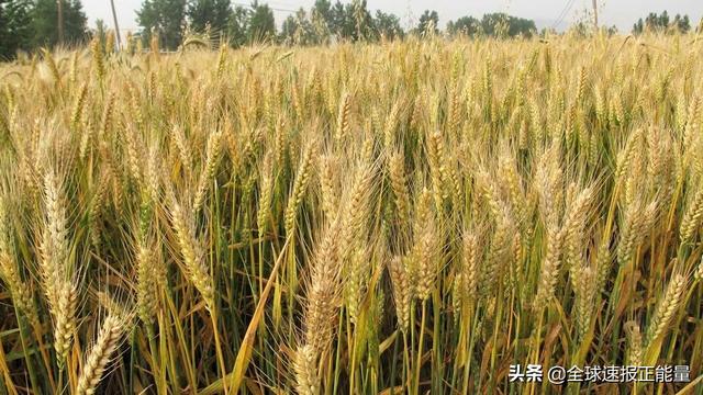 小麦的价格涨的多小麦的价格涨到多少钱一斤（今年小麦预计涨到多少钱一斤河南花生的价格）